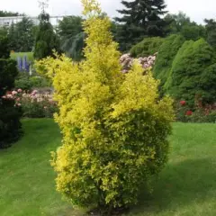 EUONYMUS japonicus 'Aureomarginatus' - Fusain du Japon doré