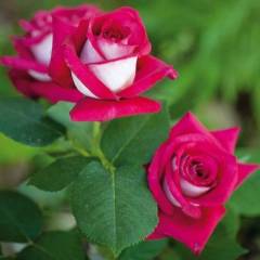 ROSIER TIGE Grande fleur 'MONICA BELLUCCI' ® Meimonkeur