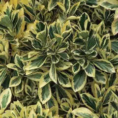 EUONYMUS japonicus 'Bravo' - Fusain du Japon