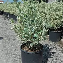 EUONYMUS japonicus 'Bravo' - Fusain du Japon a feuilles persistantes