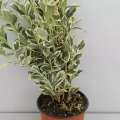 EUONYMUS japonicus 'Bravo' - Fusain du Japon