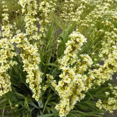 SISYRINCHIUM striatum - Bermudienne