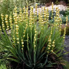 SISYRINCHIUM striatum - Bermudienne