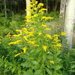 SOLIDAGO 'Goldenmosa' - Verge d'or