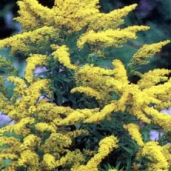 SOLIDAGO 'Goldkind'