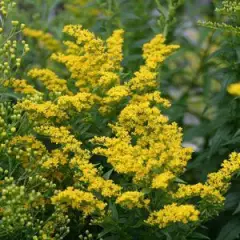 SOLIDAGO 'Goldkind'