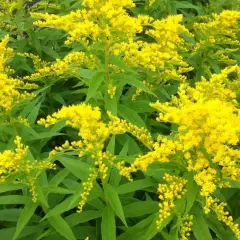 SOLIDAGO 'Strahlenkrone' - Verge d'Or