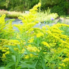 SOLIDAGO 'Strahlenkrone' - Verge d'Or