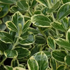 EUONYMUS japonicus 'President Gauthier' - Fusain du japon