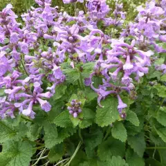 STACHYS grandiflora 'Superba' - Epiaire