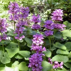 STACHYS grandiflora 'Superba' - Epiaire