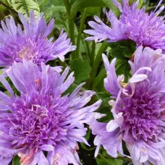 STOKESIA laevis