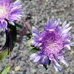 STOKESIA laevis