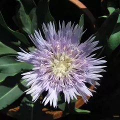 STOKESIA laevis