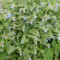 SYMPHYTUM azureum - Consoude