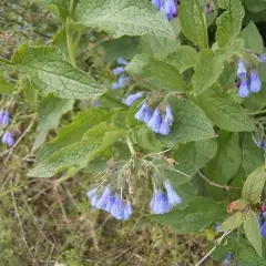 SYMPHYTUM azureum - Consoude