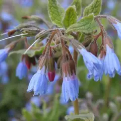 SYMPHYTUM azureum - Consoude