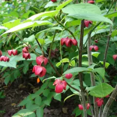 EUONYMUS planipes - Fusain à gros fruits