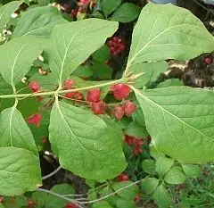 EUONYMUS planipes - Fusain à gros fruits