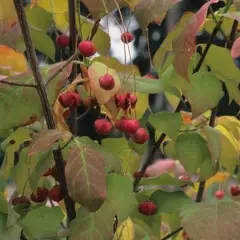 EUONYMUS planipes - Fusain à gros fruits