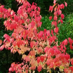 EUONYMUS planipes - Fusain à gros fruits