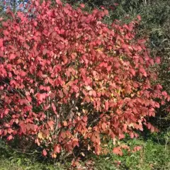 EUONYMUS planipes - Fusain à gros fruits