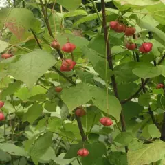 EUONYMUS planipes - Fusain à gros fruits