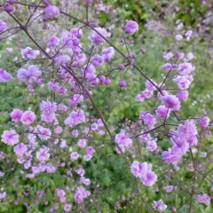 THALICTRUM delavayi 'Hewitt's Double' - Pigamon