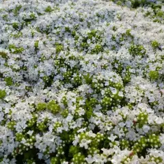 THYMUS praecox 'Albiflorus'