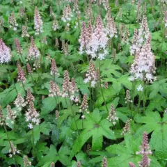 TIARELLA 'Pink Bouquet' - Tiarelle