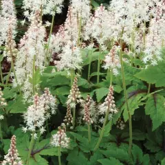 TIARELLA 'Skeleton Key' - Tiarelle