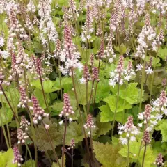 TIARELLA 'Tiger Stripe' - Tiarelle