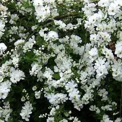 EXOCHORDA macrantha 'The Bride' - Buisson de perles 'The Bride'