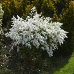 EXOCHORDA macrantha 'The Bride' - Buisson de perles 'The Bride'