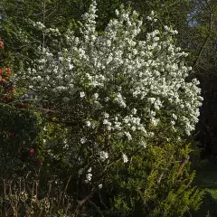 EXOCHORDA macrantha 'The Bride' - Buisson de perles 'The Bride'