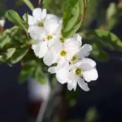 EXOCHORDA macrantha 'The Bride' - Buisson de perles 'The Bride'