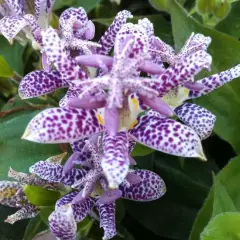 TRICYRTIS hirta