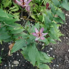 TRICYRTIS hirta