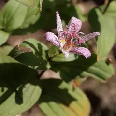 TRICYRTIS hirta