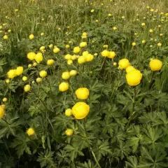 TROLLIUS europaeus