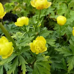 TROLLIUS 'Lemon Queen'