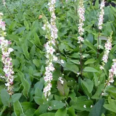 VERBASCUM chaixii 'Album' - Molène de Chaix