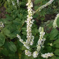 VERBASCUM chaixii 'Album' - Molène de Chaix