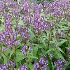 VERBENA hastata 'Blue Spires' - Verveine hastée