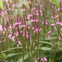 VERBENA hastata 'Pink Spires' - Verveine hastée