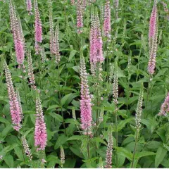 VERONICA longifolia 'Pink Damask' - Véronique