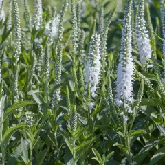 VERONICA spicata 'Alba' - Véronique