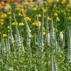 VERONICA spicata 'Alba' - Véronique