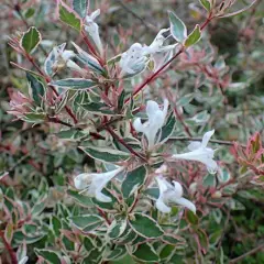 ABELIA grandiflora 'Confetti'® - Abélia nain, arbuste nain