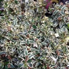 ABELIA grandiflora 'Confetti'® - Abélia nain, arbuste nain